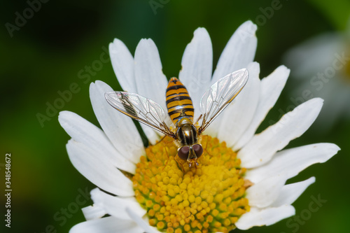 Schwebfliegen, Syrphidae, makroaufnahme