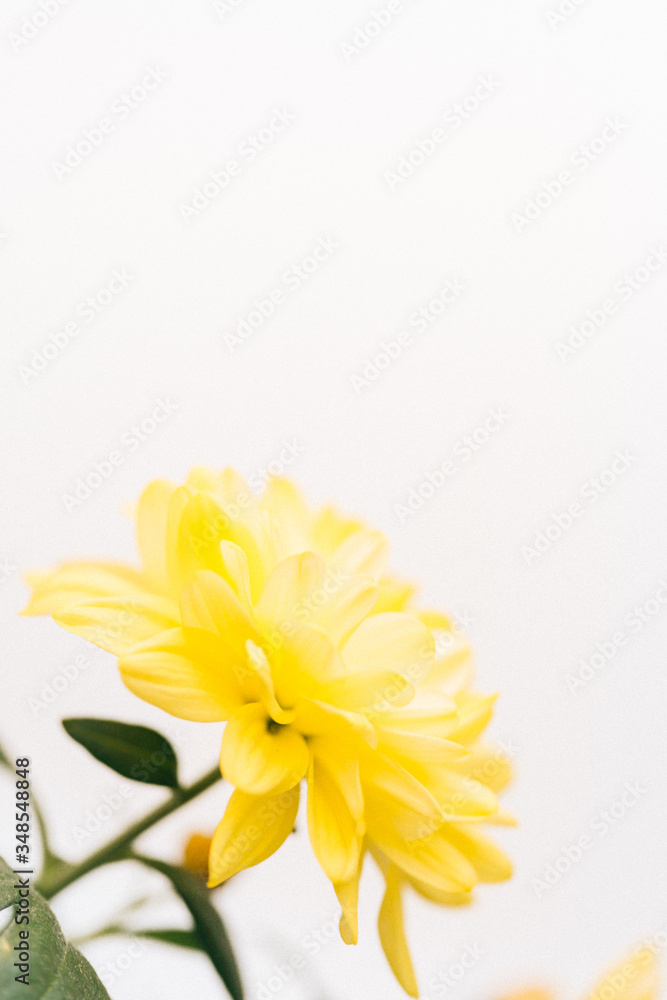 Fototapeta premium Gelbe Blume 