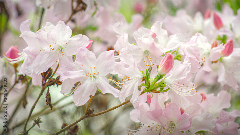 Pink rhododendron flowers blossom Pink rhododendron flowers blossom