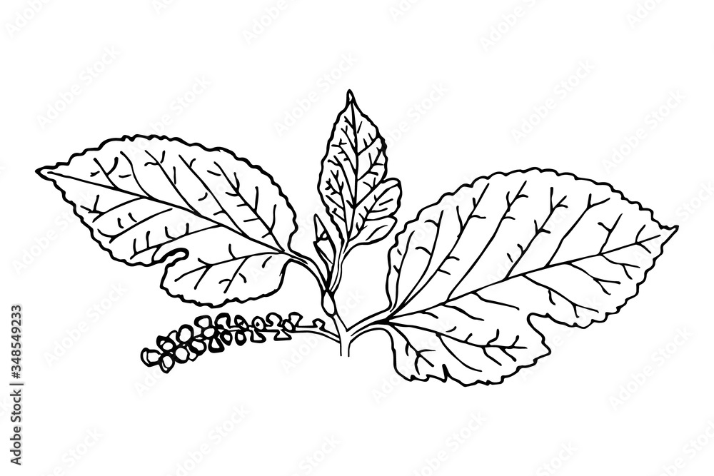 Branch of mulberry with flowers by hand drawn on white backgrounds. Vector