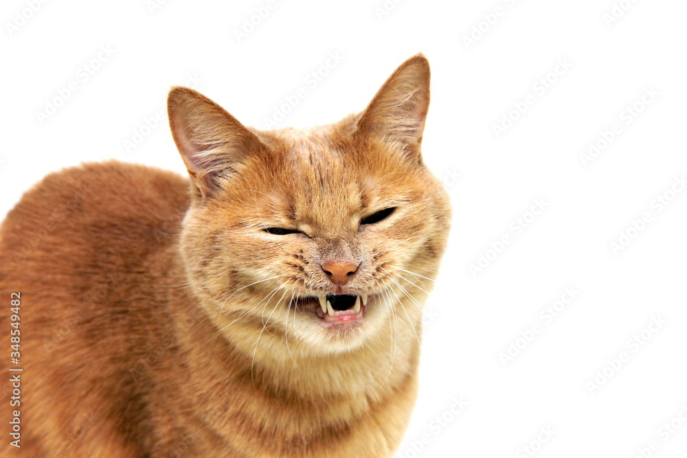 Cat's grin. The red cat bared its teeth and narrowed its eyes. Angry cat.