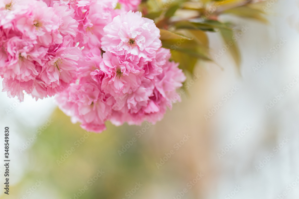 Amazing pink cherry blossoms on the Sakura tree.