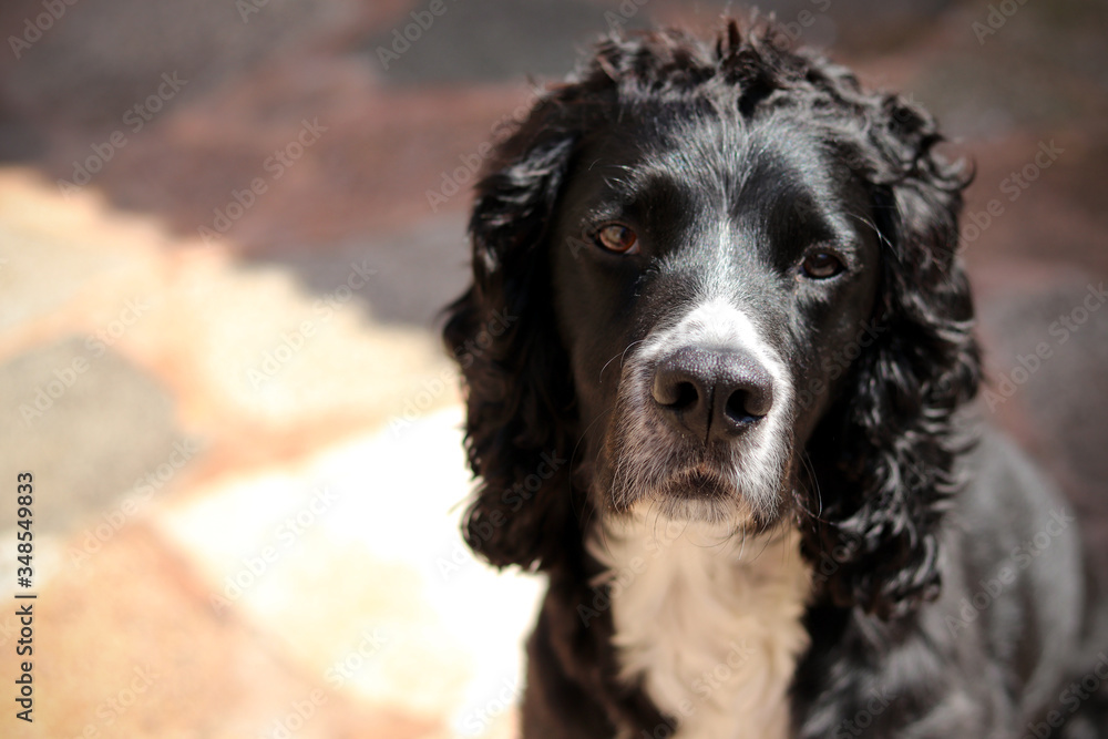 Black and white cocker spaniel dog Black and white cocker spaniel dog