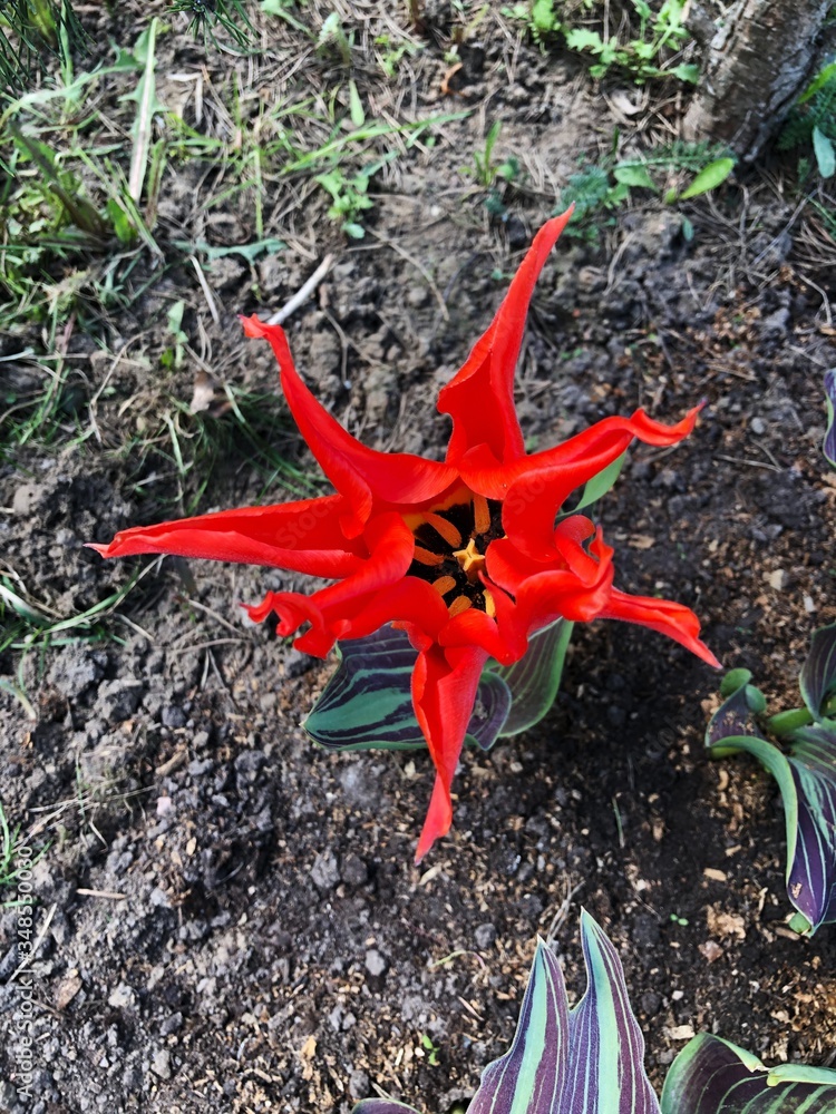 Beautiful red tulips with green violet leaves Beautiful red tulips with green violet leaves