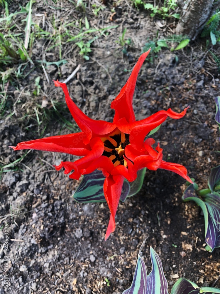 Beautiful red tulips with green violet leaves Beautiful red tulips with green violet leaves