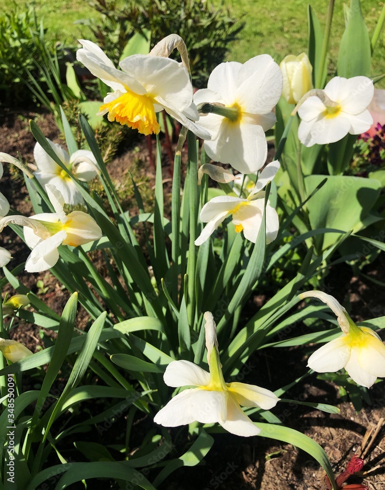 Beautiful yellow daffodils in the summer garden Beautiful yellow daffodils in the summer garden