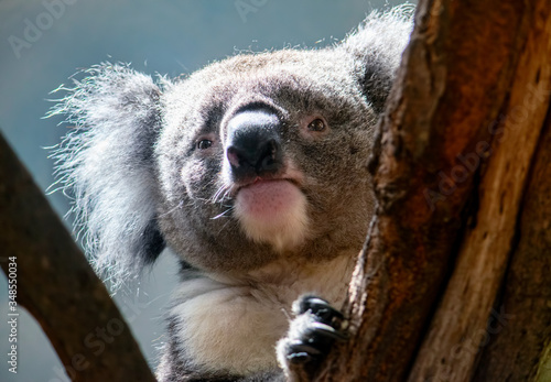 Photography Portrait of a cute koala bear on a tree