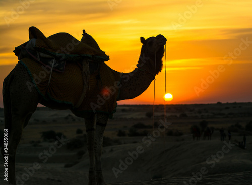 Sunset view with camel at Sam sand dunes of Jaisalmer the golden city  an ideal allure for travel enthusiasts 