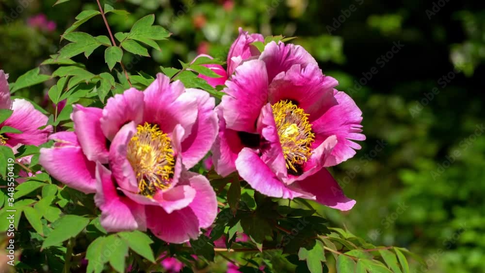 Close up of two pink peony (Paeonia rockii) flowers moving softly in a spring breeze in warm sunshine Close up of two pink peony (Paeonia rockii) flowers moving softly in a spring breeze in warm sunshine