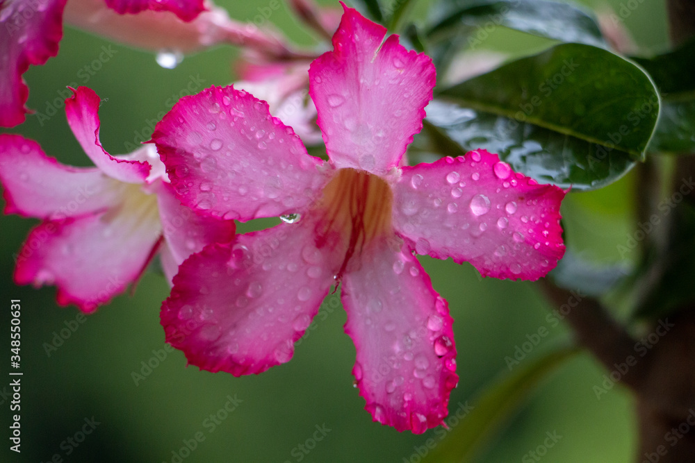 Rain drops on Adenium flowers Rain drops on Adenium flowers