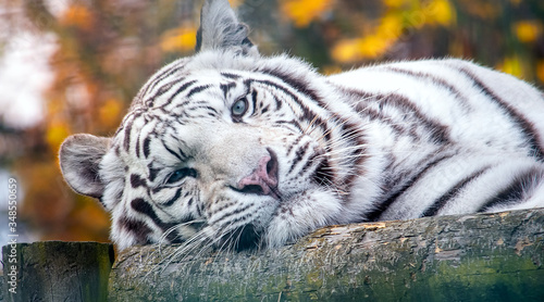 Closeup portrait of a siberian white tiger