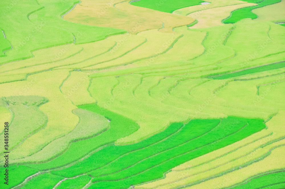 Harvest ready and green rice plants at paddy terrace field in Mu Cang Chai, Yen Bai, Viet Nam Harvest ready and green rice plants at paddy terrace field in Mu Cang Chai, Yen Bai, Viet Nam