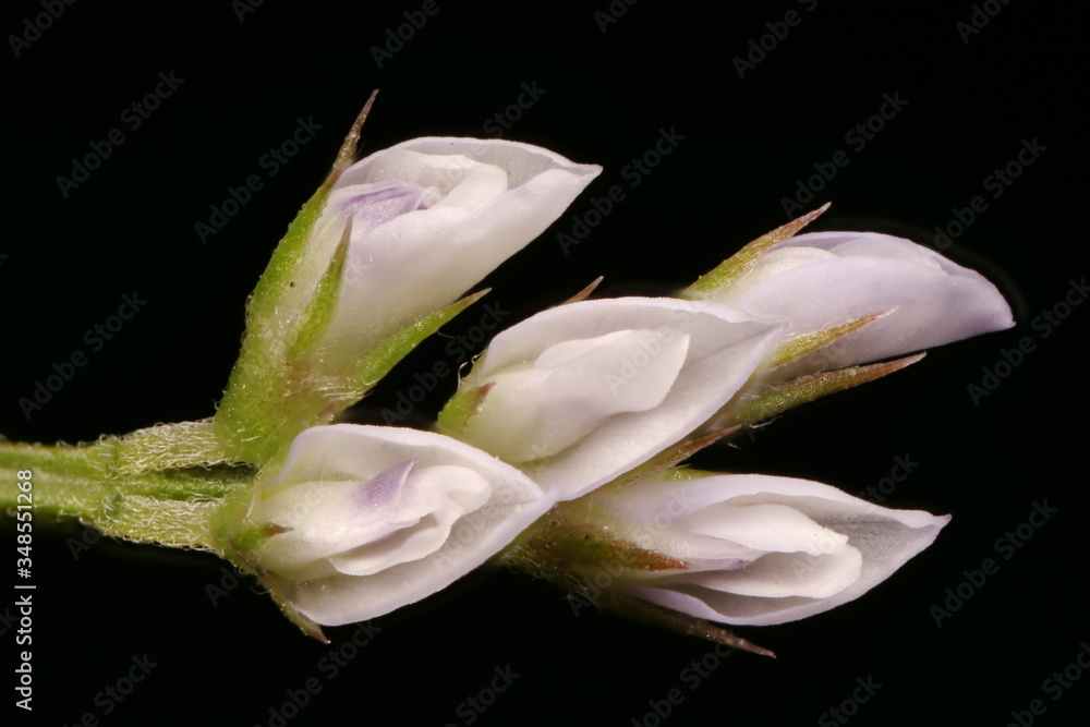 Hairy Tare (Vicia hirsuta). Flowers Closeup Hairy Tare (Vicia hirsuta). Flowers Closeup