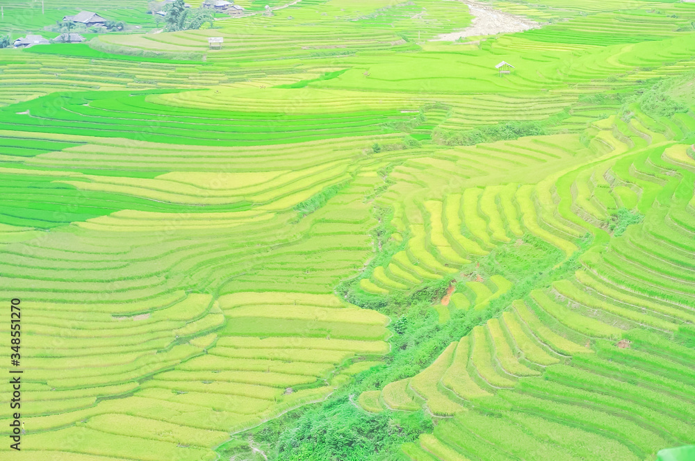 Famous terrace field with ripe and green rice and small creek in background at Mu Cang Chai, Yen Bai, Viet Nam