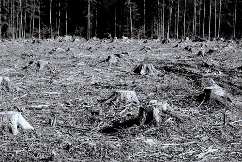 stumps from the felled forest, black and white