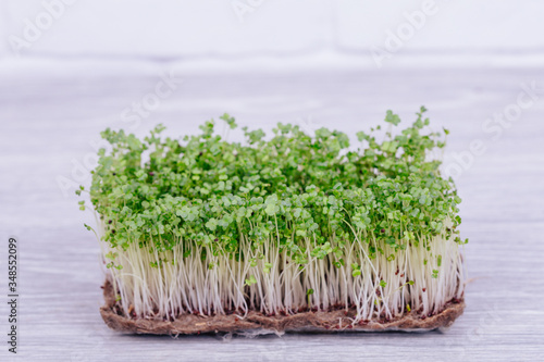 sprouted seeds, sprouts of micro green broccoli