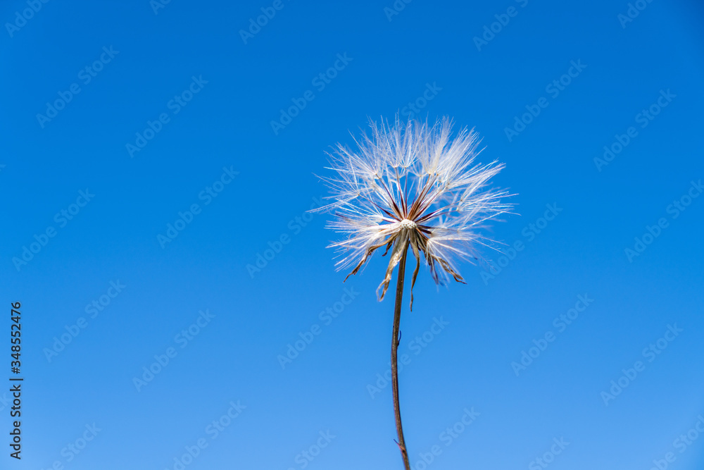 Dandelion held up against the sky with seeds starting to fall off