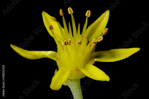 Reflexed Stonecrop (Sedum rupestre). Flower Closeup photo