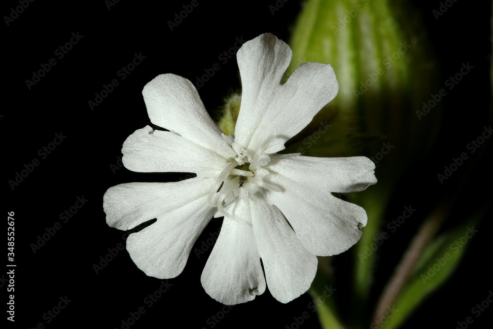 Fototapeta premium White Campion (Silene latifolia). Female Flower Closeup