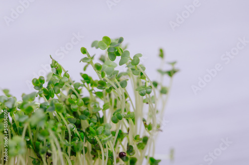 sprouted seeds, sprouts of micro green broccoli