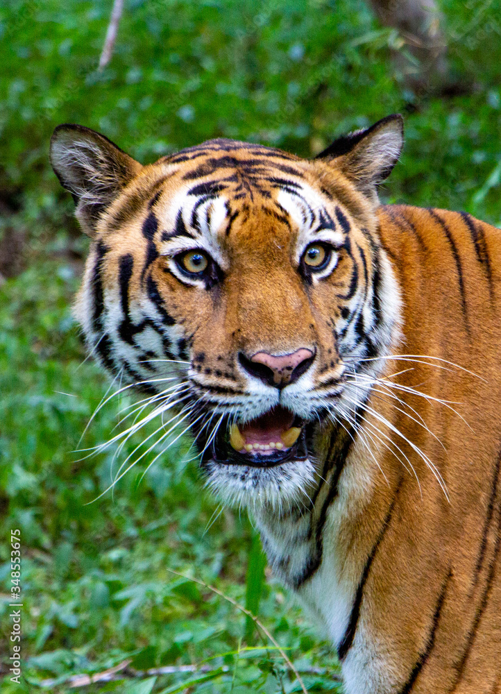 Tiger closeup in Bandipur national park India