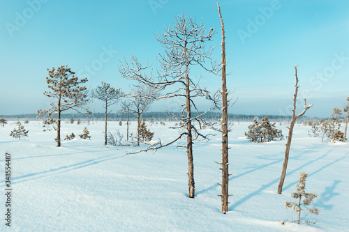Snow-covered taiga. Traces of snow lead far into the forest. Frosty morning and lonely pines.