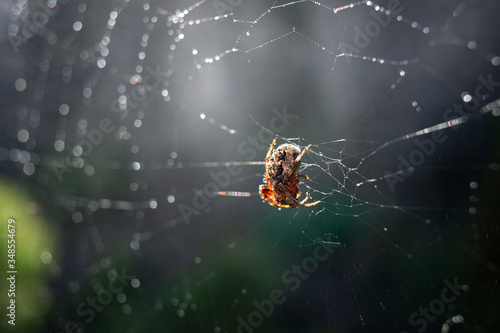 Spider web with dew drops on a dark background. Insect in the wildlife. The spider weaves a round coot. Macro (closeup) photo of an insect