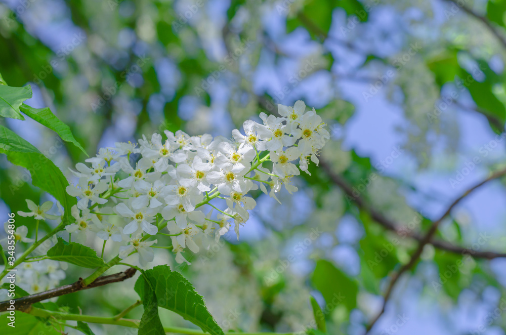 Fototapeta premium White flowers on an Apple tree branch in spring.Flowering tree.