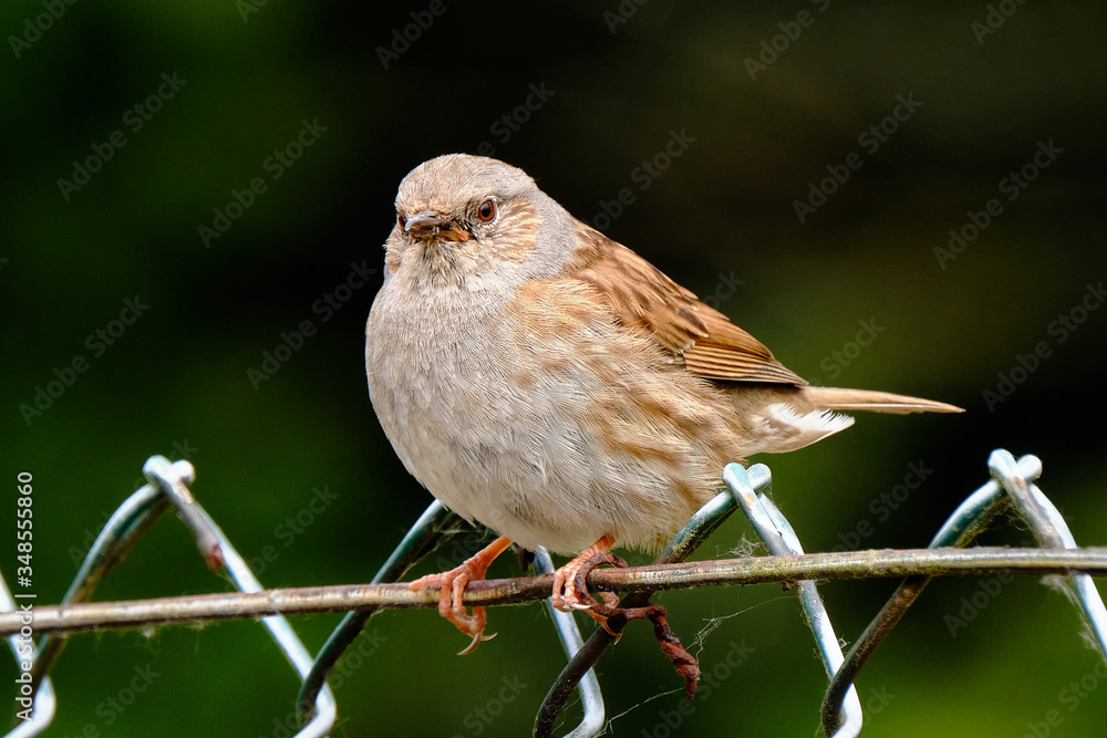 Hedge sparrow