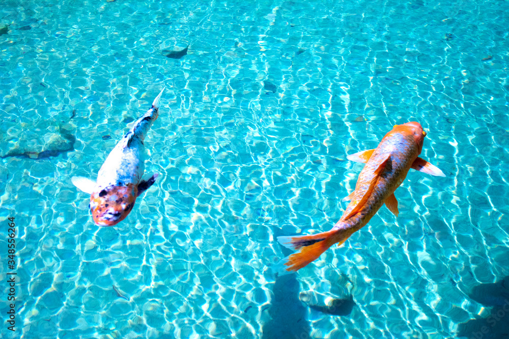 Koi fish swimming in bright blue serene water