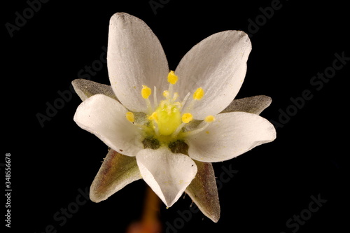 Corn Spurrey  Spergula arvensis . Flower Closeup