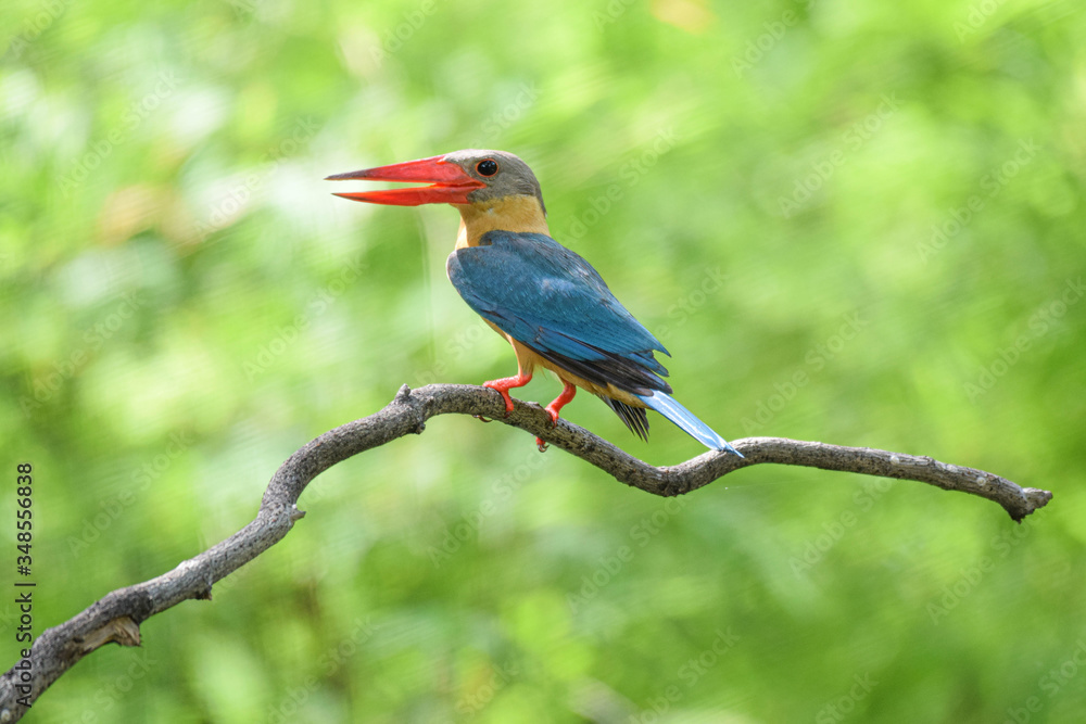 Obraz premium red billed hornbill