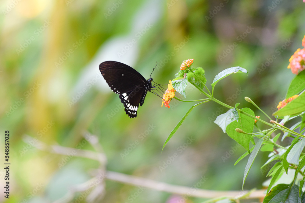 Fototapeta premium Picture of a black butterfly perched on a flower