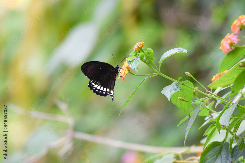 Picture of a black butterfly perched on a flower Picture of a black butterfly perched on a flower