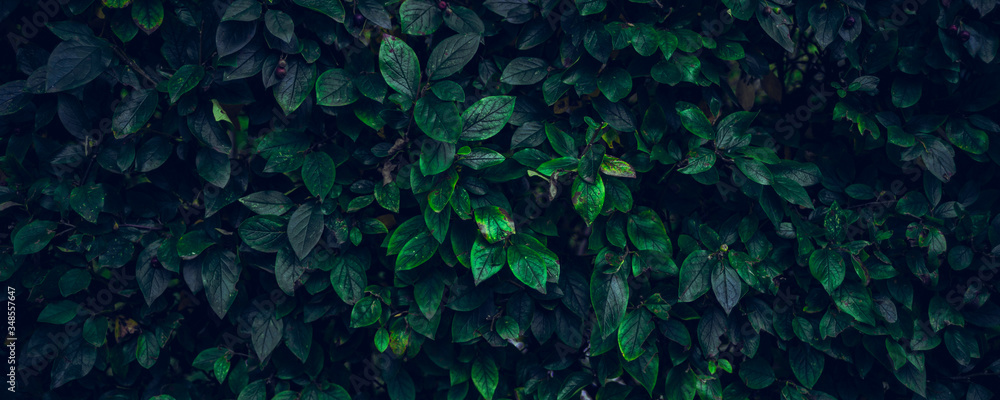 dark green leaves, abstract flora texture dark green leaves, abstract flora texture