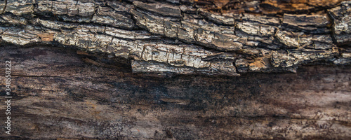 bark of a  tree  texture  close up