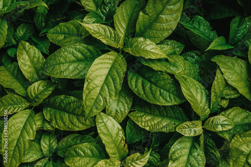 Green leaf texture. Leaf texture background. leaves dark mood and tone