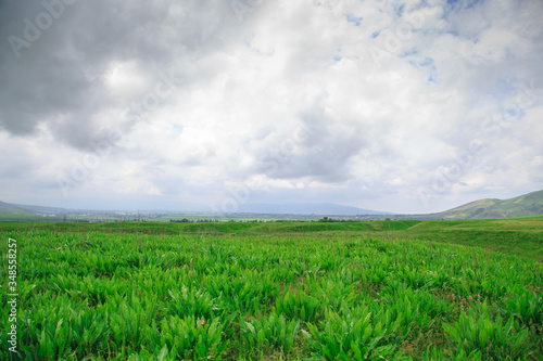 Beautiful spring and summer landscape. Lush green hills  high snowy mountains. Spring blooming herbs. blooming trees.