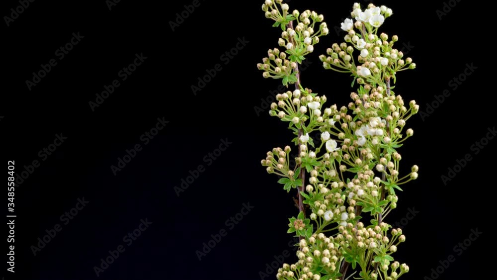 Close-up of flower blossoming time lapse. Branch with blooming flowers. Close-up of flower blossoming time lapse. Branch with blooming flowers.