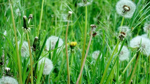 beautiful dandelions close-up on green grass on a summer day