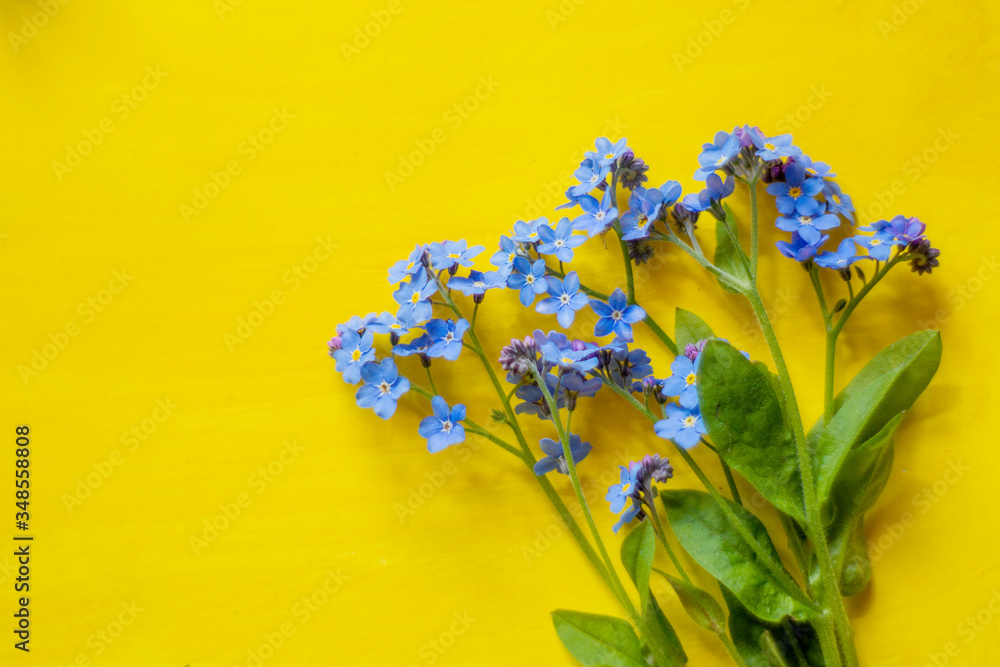 Blue forget-me-nots, spring flowers, on a yellow background.