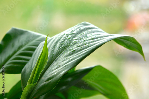 Houseplant - Spathiphyllum floribundum - Peace Lily. Water drops on leaves of a Spathiphyllum macro photo