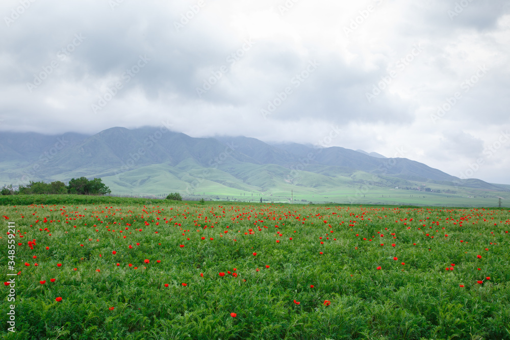 Beautiful spring valley with green grass and blooming red poppies. Summer landscape. Tourism and travel. Kyrgyzstan