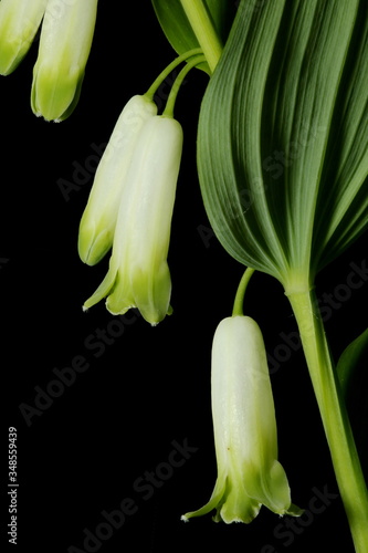 Angular Solomon s Seal  Polygonatum odoratum . Inflorescence Detail Closeup