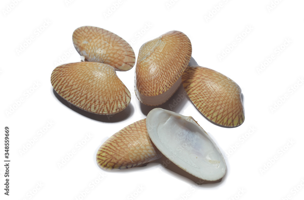 fresh raw clams