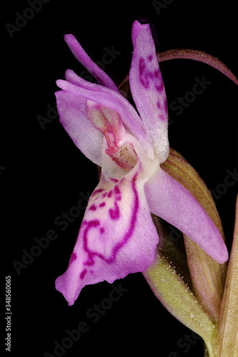 Early Marsh Orchid (Dactylorhiza incarnata). Flower Closeup