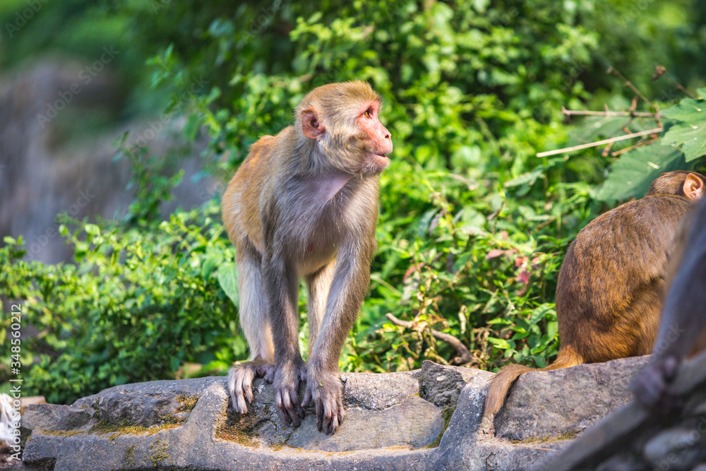 Rhesus macaque in Kathmandu, Nepal