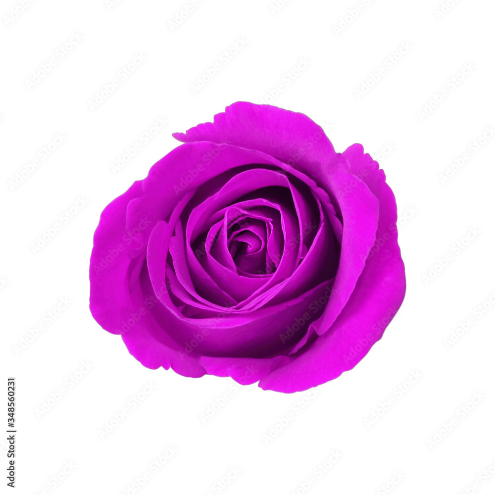 violet rose isolated on white background violet rose isolated on white background