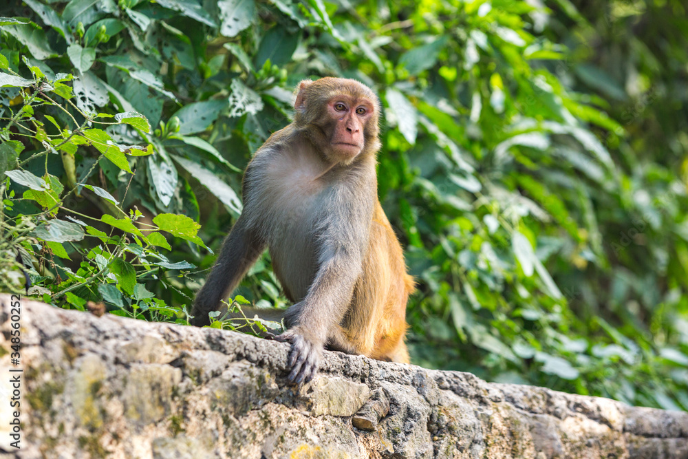 Fototapeta premium Rhesus macaque in Kathmandu, Nepal
