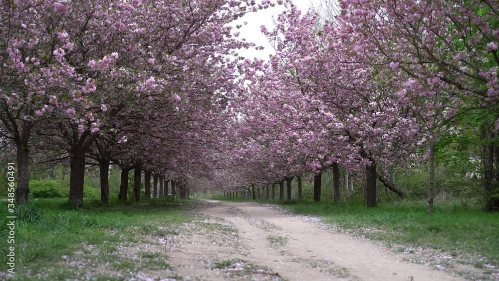 way through an ornamental garden with majestically japanese blossoming large cherry trees and a fresh green lawn, TV-Asahi cherry blossom avenue Berlin Teltow way through an ornamental garden with majestically japanese blossoming large cherry trees and a fresh green lawn, TV-Asahi cherry blossom avenue Berlin Teltow